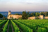 Frankreich, Indre et Loire, Loire-Tal, das von der UNESCO zum Weltkulturerbe erklärt wurde, der Weinberg von Chinon und im Hintergrund das Schloss von Chinon