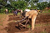 Benin, Nothern distict, Atacora mountains area, manual tillage in the fields