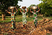 Benin, Nosthern distict, Atacora department, Koussoukoingou area, women Otammari ethny back from fields