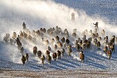 China, Inner Mongolia, Hebei Province, Zhangjiakou, Bashang Grassland, Mongolian horsemen lead a troop of horses running in a meadow covered by snow