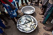 Benin, Cotonou, Fish market