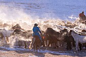 China, Innere Mongolei, Provinz Hebei, Zhangjiakou, Bashang-Grasland, mongolische Reiter führen einen Trupp von Pferden an, die auf einer verschneiten Wiese laufen