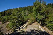 Frankreich, Vogesen, Saint Etienne les Remiremont, Fossard-Massiv, Wald, Pont des Fees, Wanderer