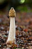 Frankreich, Somme, Wald von Crécy, Crécy-en-Ponthieu, Phallus Impudicus