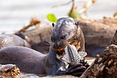 Brasilien, Mato Grosso, Pantanal-Gebiet, Riesenotter (Pteronura brasiliensis), frisst einen Fisch