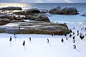 Südafrika, Westkap, Kap-Pinguin (Spheniscus demersus) Kolonie von Boulders Beach, Kapstadt