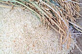 France, Gard, Petite Camargue, Saint-Gilles, Canard des Rizieres, organic Camargue rice (semi-complete long organic rice)