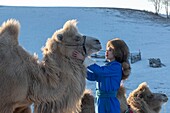 China, Inner Mongolia, Hebei Province, Zhangjiakou, Bashang Grassland, Woman with camel caravan of Bactrian camel (Camelus bactrianus)