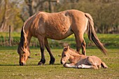 France, Somme, Baie de Somme, Saint-Quentin-en-Tourmont, Henson mare and foal in marsh, this breed was created in the Bay of Somme for equestrian walk and eco-grazing