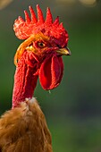 France, Ardennes (08), Carignan, Chickens of race Cou-nu, Chickens (Chickens and roosters) of flesh in a traditional farm bio on the farm