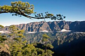 Spanien, Kanarische Inseln, Insel Palma, Nationalpark Caldera de Taburiente, Kanarische Kiefern vor den senkrechten Wänden der Caldera de Taburiente