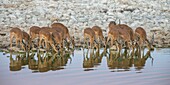 Namibia, Provinz Oshana, Etosha-Nationalpark, Schwarzgesicht-Impalla