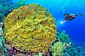 Egypt, Red Sea, a coral reef with a salad-coral (Turbinaria reniformis) (model release ok)