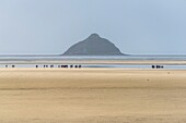 France, Manche, Vains, Mont Saint Michel Bay listed as World Heritage by UNESCO, people, crossing the bay, tombelaine