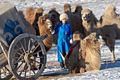 China, Inner Mongolia, Hebei Province, Zhangjiakou, Bashang Grassland, Woman with camel caravan of Bactrian camel (Camelus bactrianus)