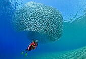 Egypt, Red Sea, a school of sand smelt fish (Atherina sp.)