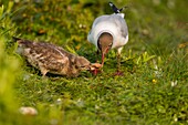 France, Somme, Somme Bay, Le Crotoy, Crotoy Marsh, Black-headed Gull (Chroicocephalus ridibundus) colony, feeding young, the kids are clamoring for the parent to regurgitate food