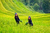 Vietnam, Ha Giang province, Hoang Su Phi, young girls of the La Chi ethnic group in the rice terraces