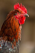 France, Ardennes (08), Carignan, Chickens of race Cou-nu, Chickens (Chickens and roosters) of flesh in a traditional farm bio on the farm