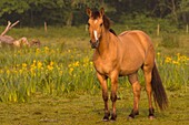 Frankreich, Somme, Baie de Somme, Saint-Quentin-en-Tourmont, Henson-Pferde in den Sümpfen inmitten der gelben Schwertlilien, diese Rasse wurde in der Bucht von Somme für den Reitsport und Öko-Weiden geschaffen