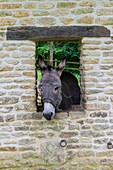 Frankreich, Calvados (14), Cambremer, die Gärten des Pays d'Auge und ihr als Ökomuseum klassifizierter bemerkenswerter Garten im Frühling