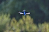 Frankreich, Doubs, Naturgebiet des Allan, Brognard, Eisvogel (Alcedo atthis), schwebend auf der Suche nach Beute