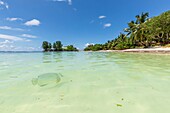 Seychelles, La Digue Island, Platax fish (Platax orbicularis) in Reunion Cove