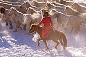 China, Inner Mongolia, Hebei Province, Zhangjiakou, Bashang Grassland, Mongolian horsemen lead a troop of horses running in a meadow covered by snow