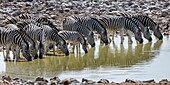 Namibia, Provinz Oshikoto, Etosha-Nationalpark, Burchell-Zebras (Equus quagga burchellii) beim Trinken an einem Wasserloch