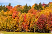 Kanada, Provinz Quebec, der Chemin du Roy zwischen Quebec und Montreal in der indischen Sommersonne, Wald