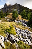 France, Haute Savoie, valley of Abondance, La Chapelle d'Abondance, hunting reserve of the Mont de Grange