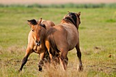 France, Somme, Baie de Somme, Le Crotoy, Friendly jousts between Henson horses in the marshes, this breed was created in the Bay of Somme for equestrian walk and eco-grazing