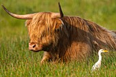 France, Somme, Baie de Somme, Le Crotoy, Crotoy marsh, Highland Cattle (Scottish cows) accompanied by herons (Bubulcus ibis, Western Cattle Egret) in ecopaturing