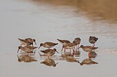 France, Somme, Baie de Somme, Saint-Valery-sur-Somme, Cape Hornu, Common Redshank ; at low tide, the birds come to feed on worms in a channel