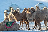 China, Inner Mongolia, Hebei Province, Zhangjiakou, Bashang Grassland, Bactrian camel (Camelus bactrianus)