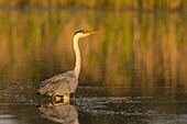 France, Somme, Baie de Somme, Le Crotoy, Crotoy marsh, Gray heron (Ardea cinerea - Gray Heron) on a pond