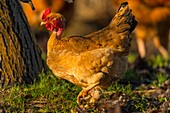 France, Ardennes (08), Carignan, Chickens of race Cou-nu, Chickens (Chickens and roosters) of flesh in a traditional farm bio on the farm