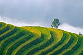 Vietnam, Ha Giang, Hoang Su Phi