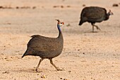 Namibia, Erongo province, Brandberg, Helmeted Guineafowl (Numida meleagris)