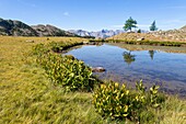 Frankreich, Alpes-Maritimes, Nationalpark Mercantour, kleiner See unter dem Kamm des Morgon