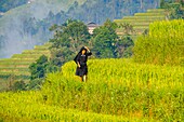 Vietnam, Ha Giang, Hoang Su Phi, woman of La Chi erthnic group among rice fields in terrace