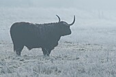 France, Somme, Bay of Somme, Noyelles-sur-mer, Highland Cattle Scottish cow in Bay of Somme