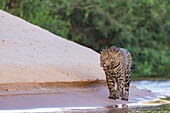 Brasilien, Mato Grosso, Pantanal-Gebiet, Jaguar (Panthera onca), auf der Jagd entlang des Wassers eines Rios