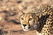 Namibia, Privatreservat, Gepard (Acinonyx jubatus), in Gefangenschaft