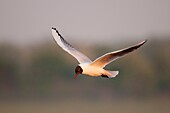 France, Somme, Somme Bay, Le Crotoy, Crotoy Marsh, Black-headed Gull (Chroicocephalus ridibundus)