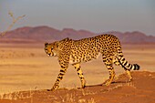 Namibia, Privatreservat, Gepard (Acinonyx jubatus), in Gefangenschaft