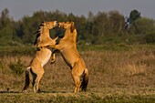 France, Somme, Baie de Somme, Le Crotoy, Friendly jousts between Henson horses in the marshes, this breed was created in the Bay of Somme for equestrian walk and eco-grazing