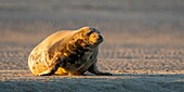 Frankreich, Somme, Authie Bay, Berck-sur-mer, Kegelrobben auf den Sandbänken