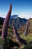 Spanien, Kanarische Inseln, Insel Palma, Roque de Los Muchachos, blühende Purpurviperinen aufrecht über der Caldera de Taburiente