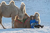 China, Inner Mongolia, Hebei Province, Zhangjiakou, Bashang Grassland, Woman with camel caravan of Bactrian camel (Camelus bactrianus)